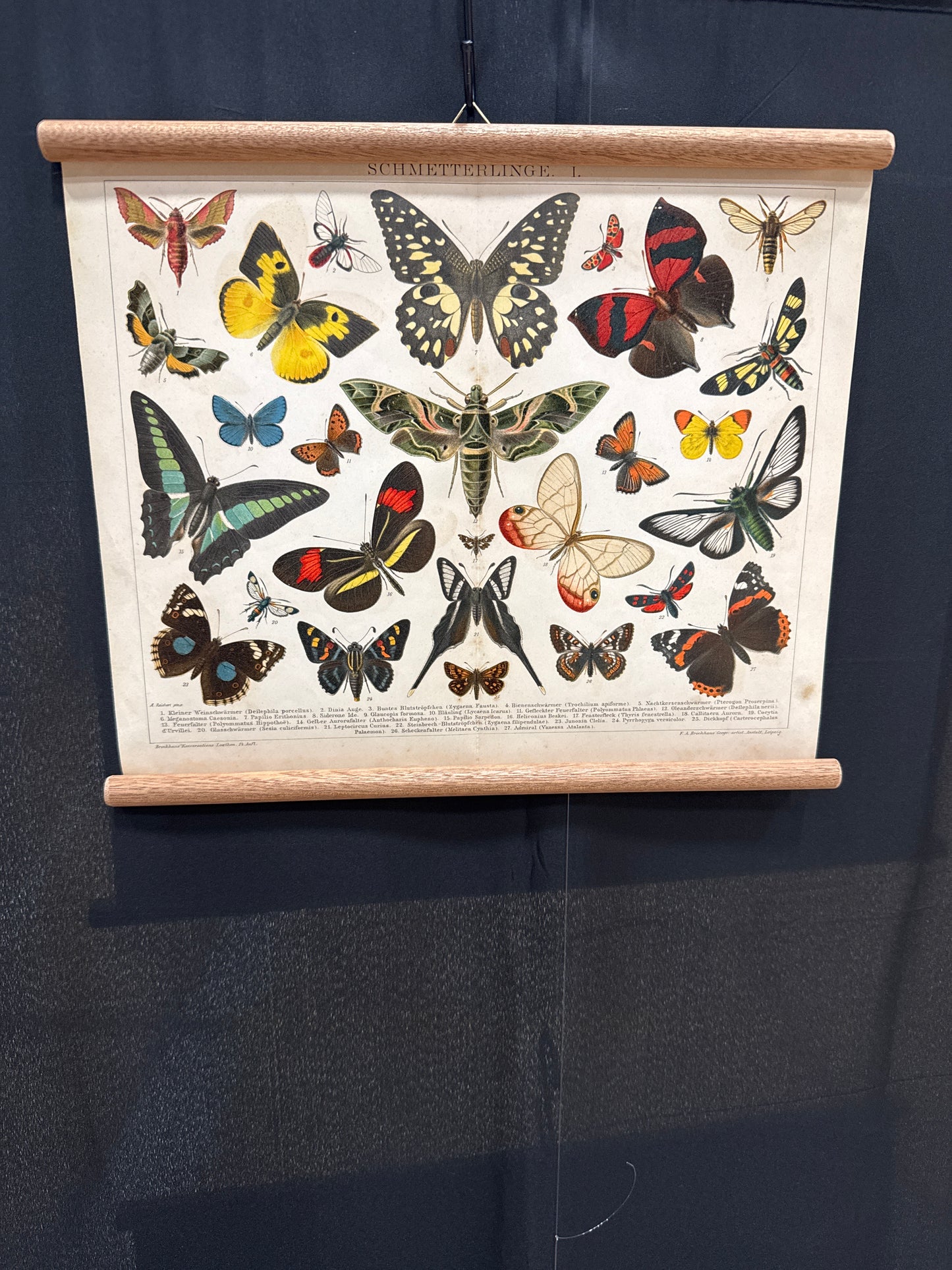 Schmetterlinge I