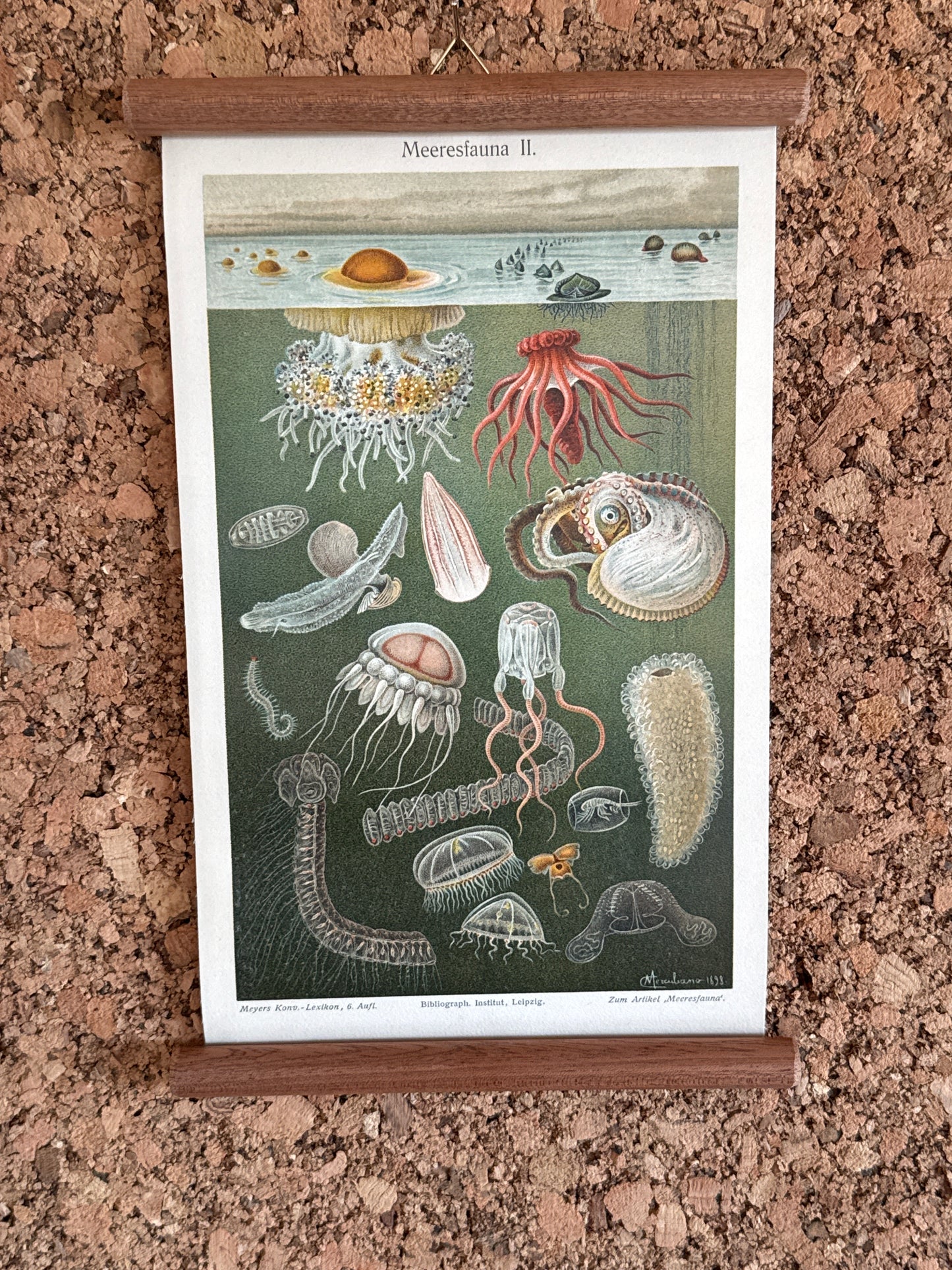 Meeresfauna II