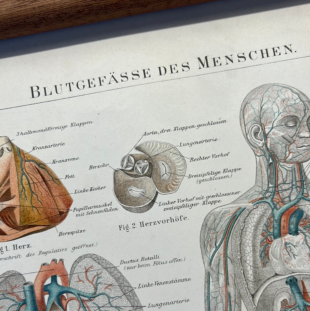 Blutgefässe des menschen