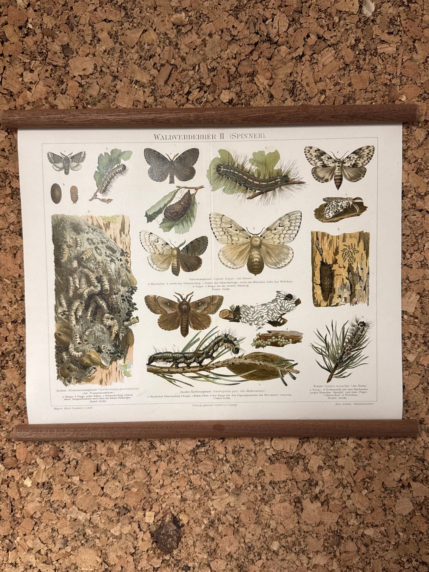 Waldverderber II (spinner)