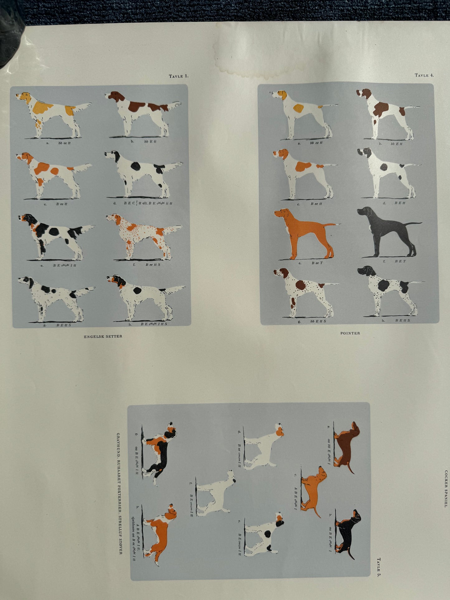Hunde