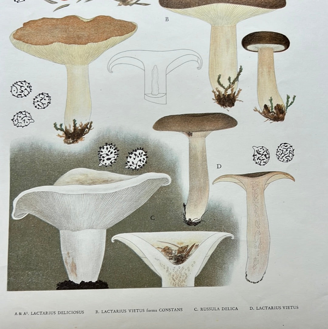 Tab. 177