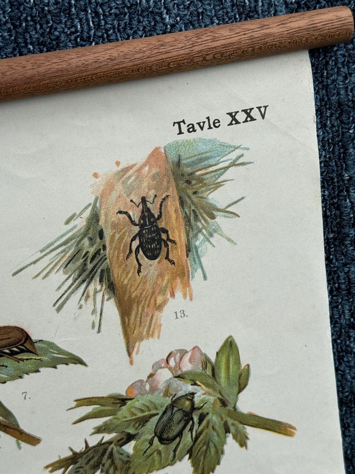 XXV
