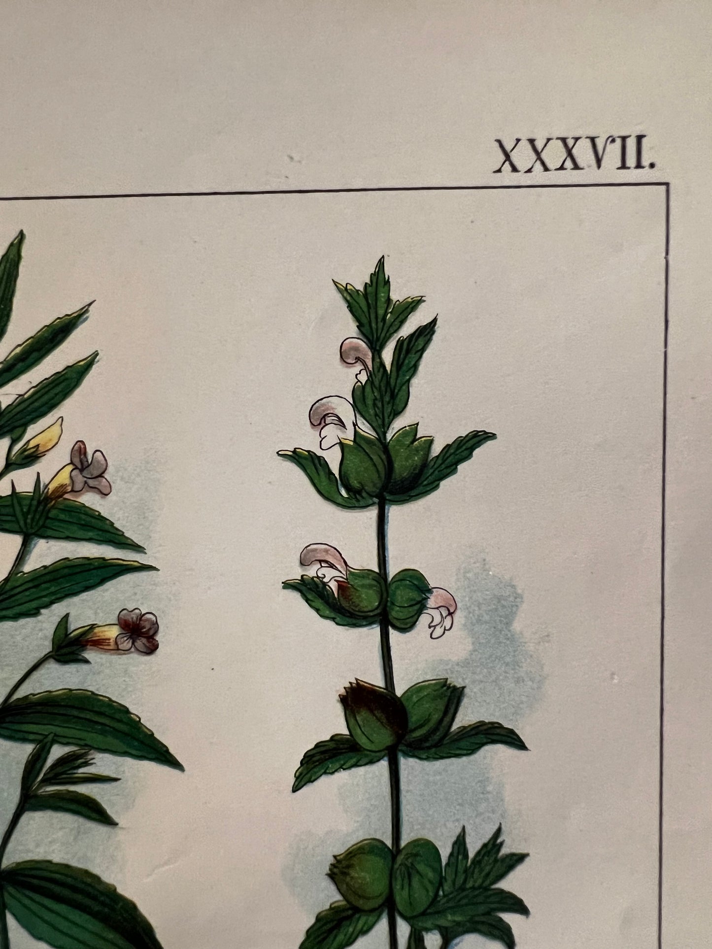 XXXVII