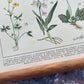 Blomster II