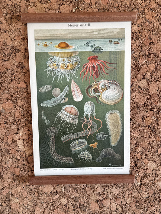 Meeresfauna II