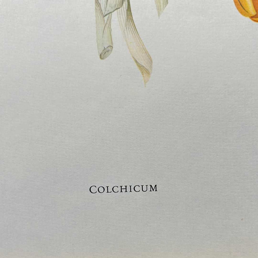 Colchicum