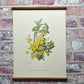 Cowslip, celandine, christmas rose