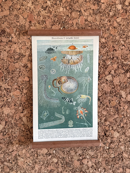 Merresfauna II