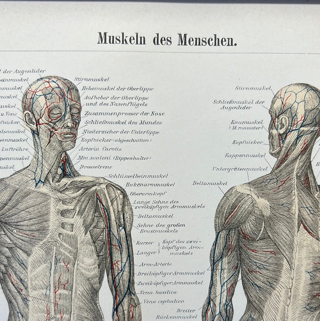 Muskeln des menschen