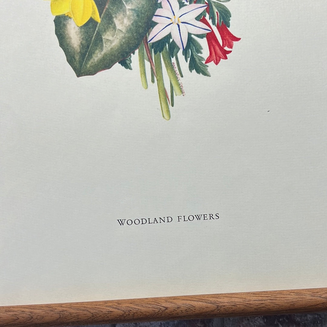 Woodland flowers