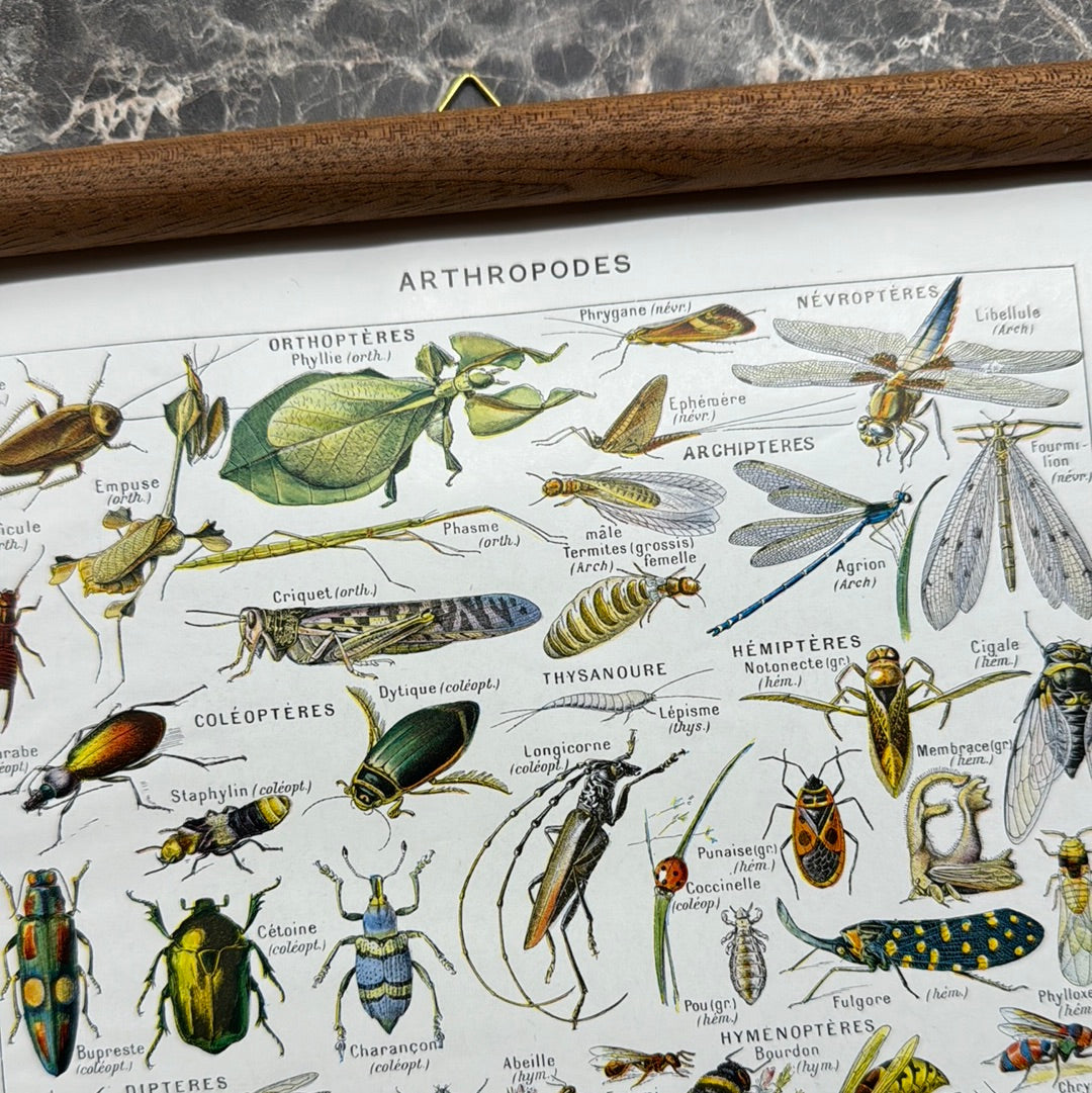 Arthropodes