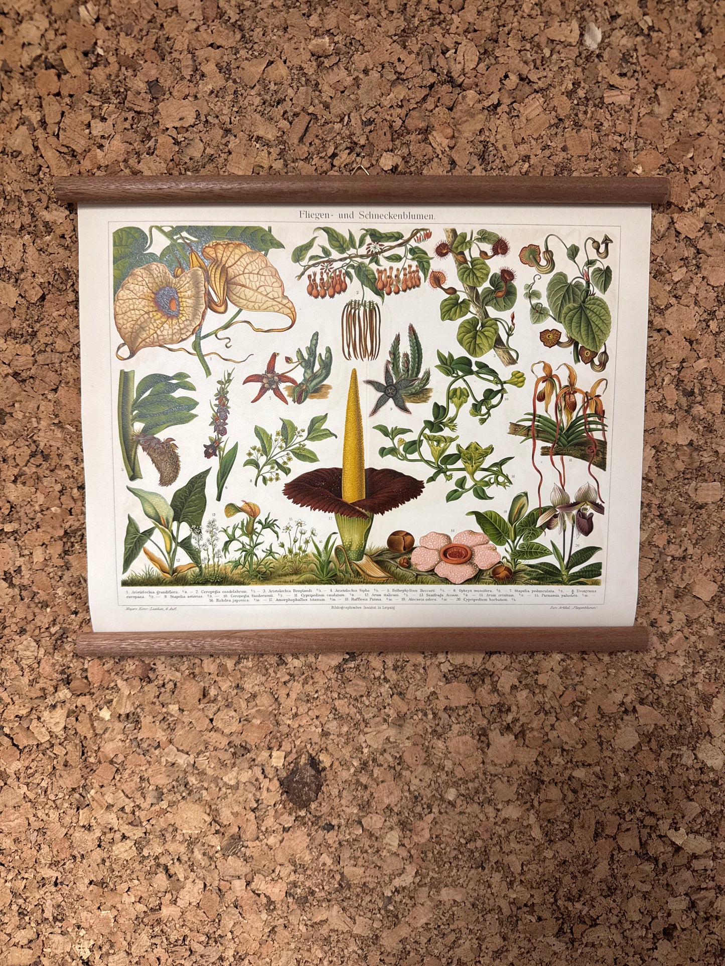 Fliegen- und schneckenblumen