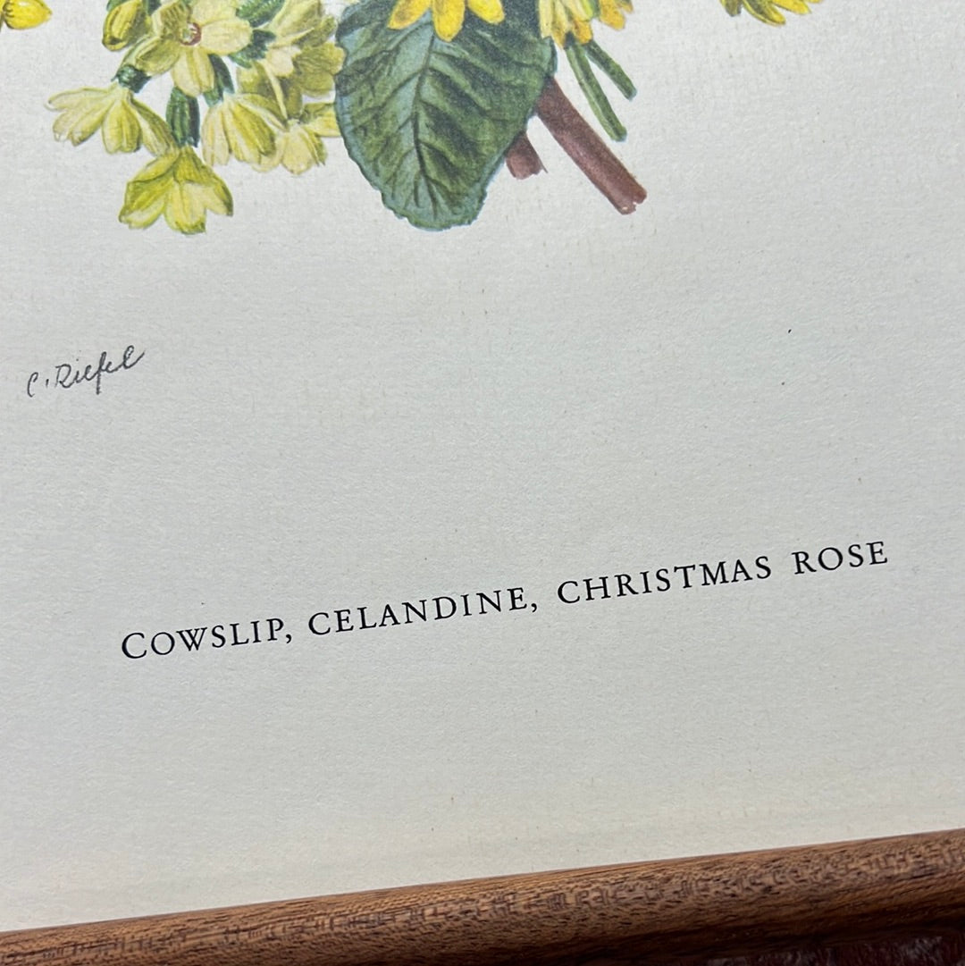 Cowslip, celandine, christmas rose