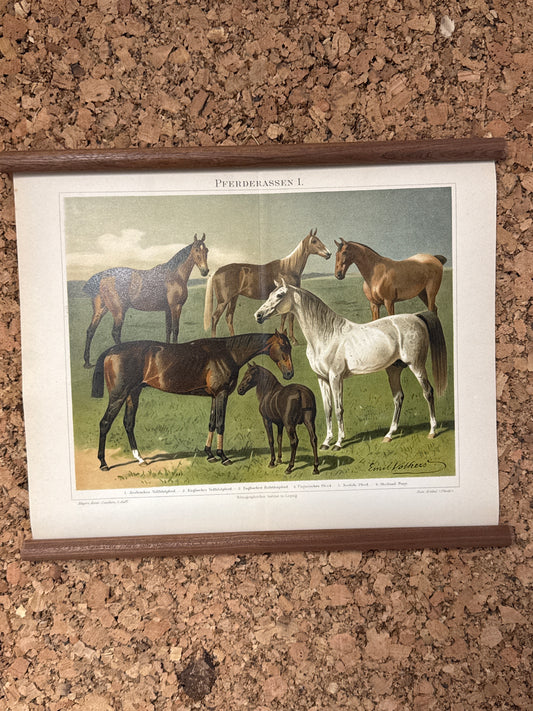 Pferderassen I