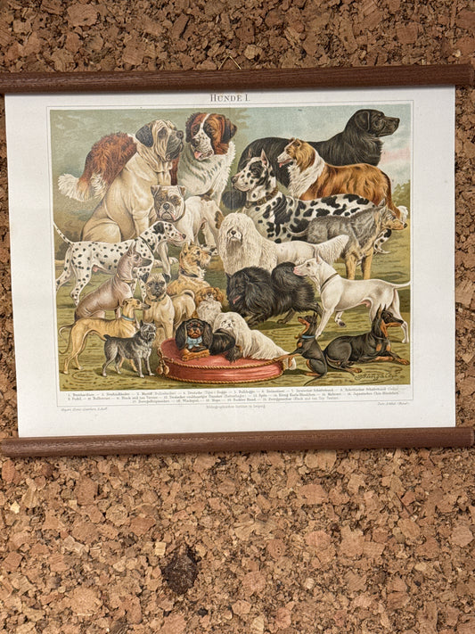 Hunde I