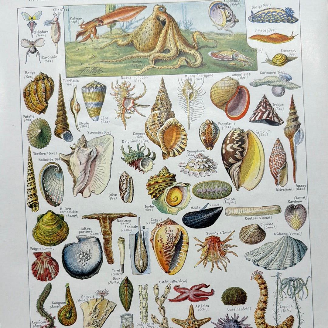 Mollusques, vers, echinodermes, cælenteres, infusoires