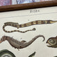 Fisk (Tysk)