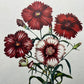 Dianthus Heddewigi