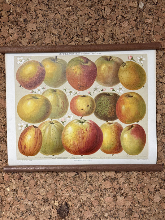 Apfelsorten