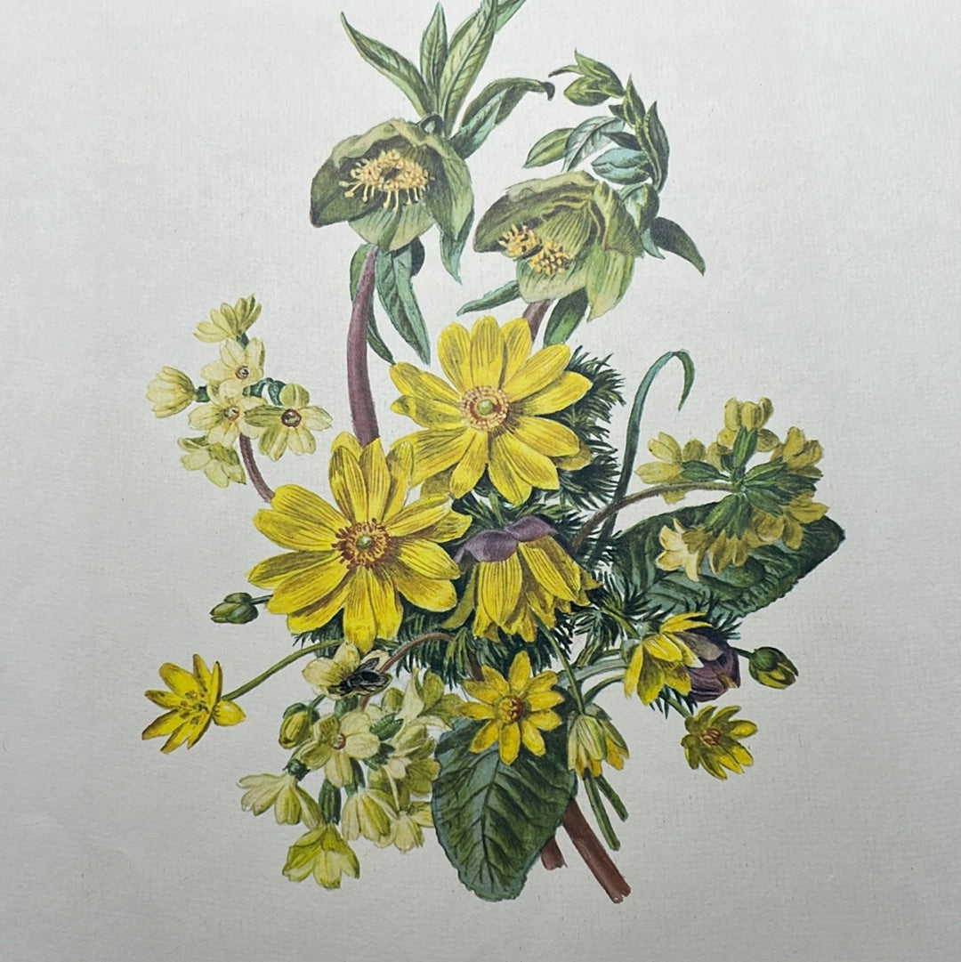 Cowslip, celandine, christmas rose