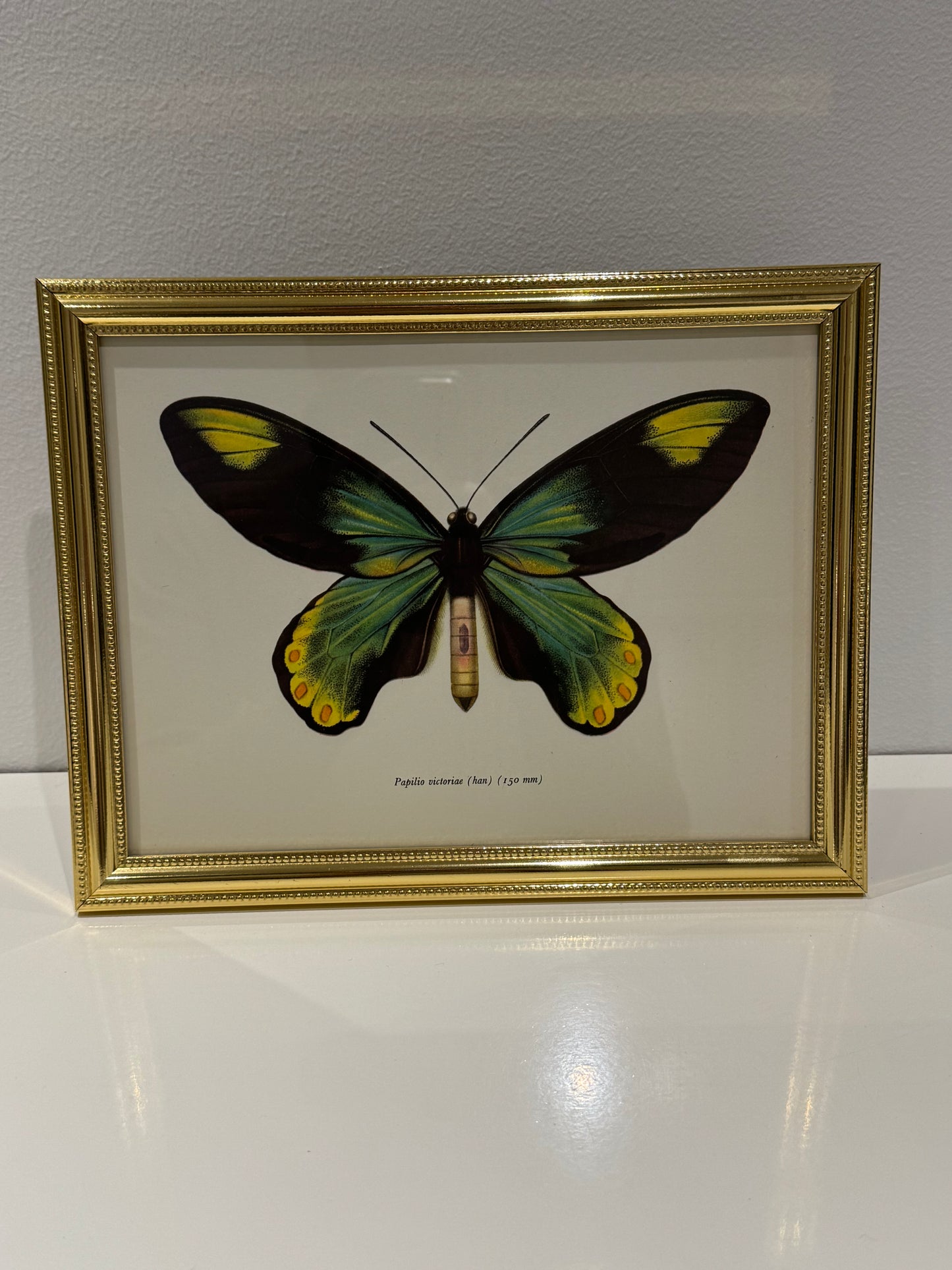 Papilio Victoriae (han)