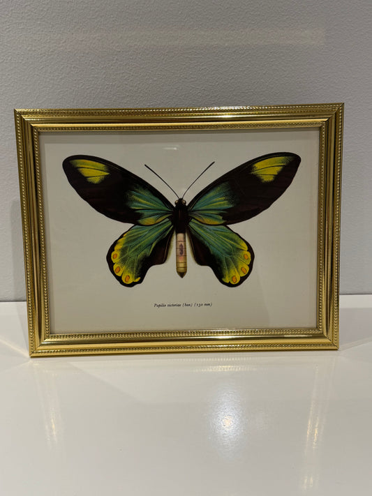 Papilio Victoriae (han)