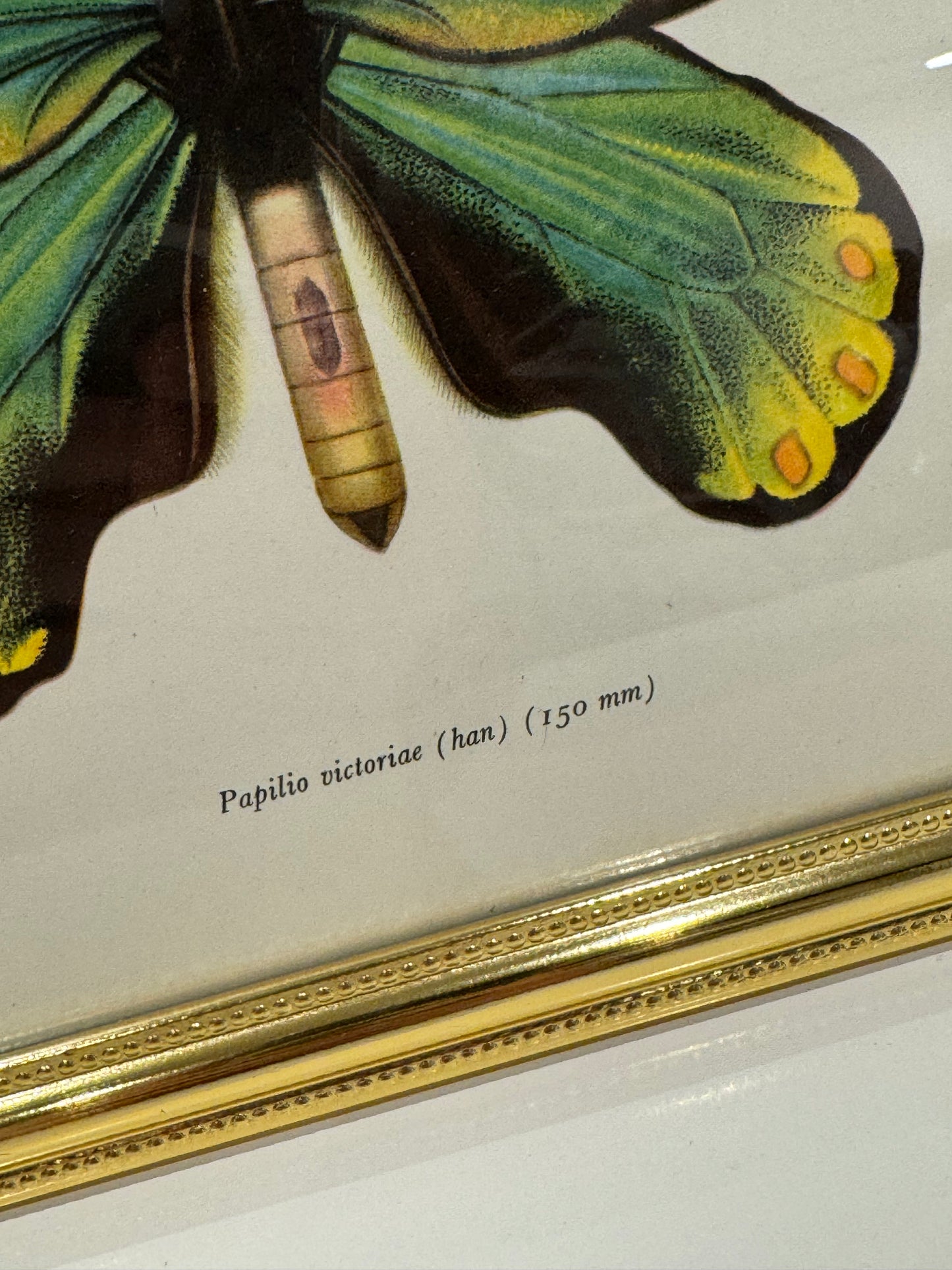 Papilio Victoriae (han)