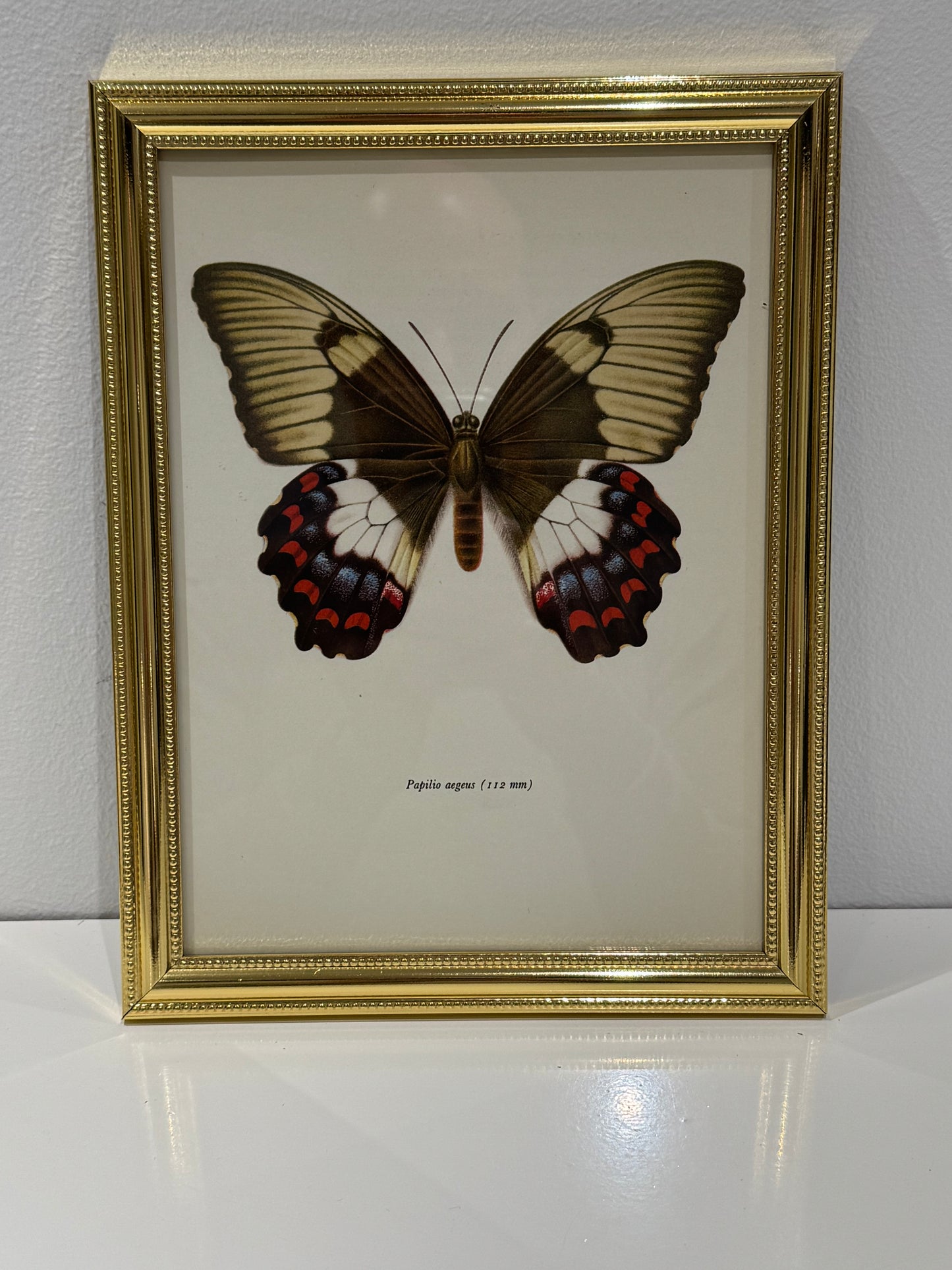 Papilio Aegus