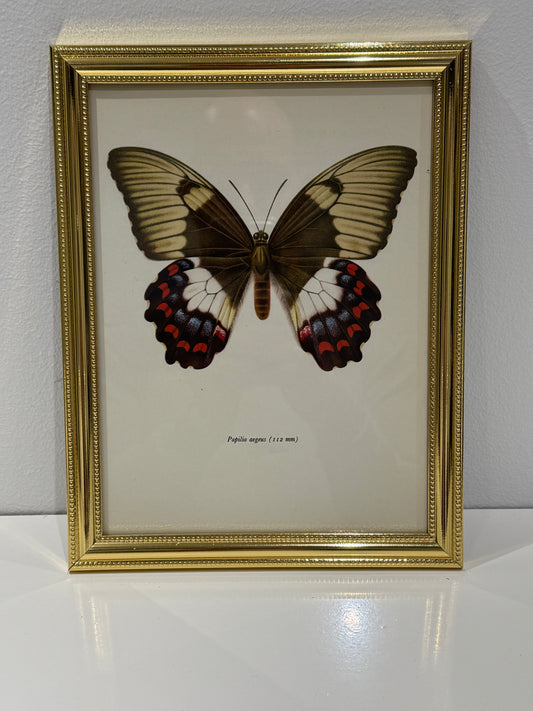 Papilio Aegus