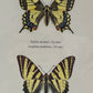 Papilio machon / graphium podalirius