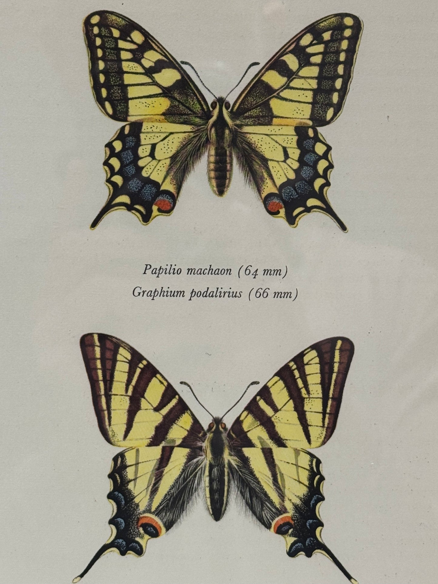 Papilio machon / graphium podalirius