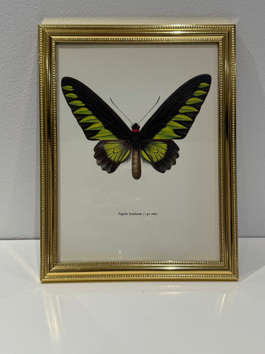 Papilio brokiana