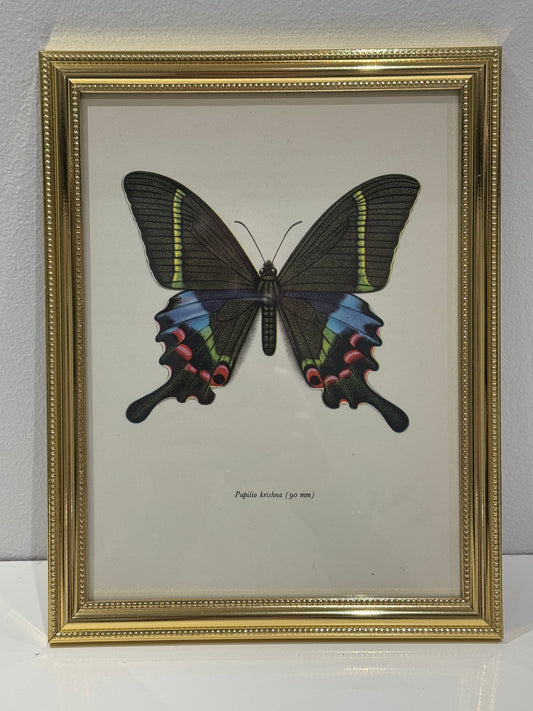 Papilio Krishna