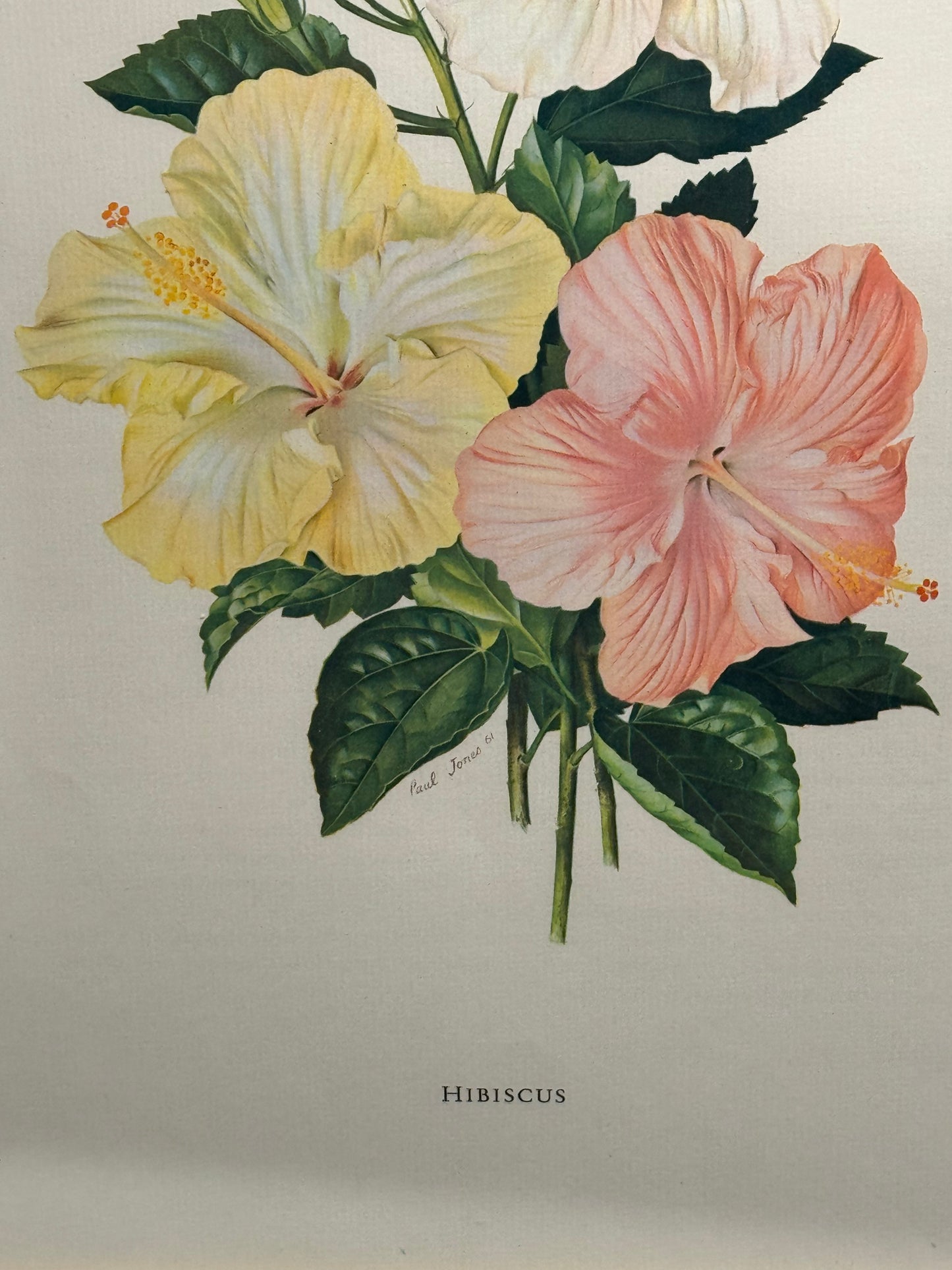 Hibiscus