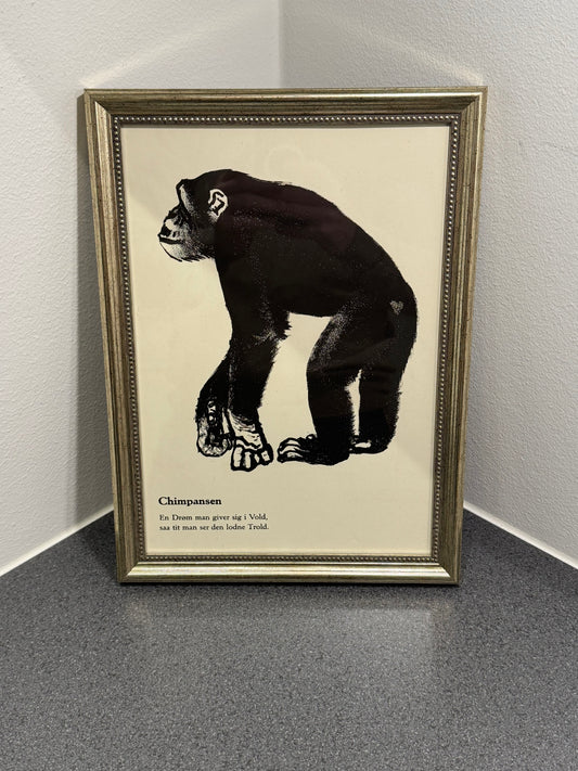 Chimpansen