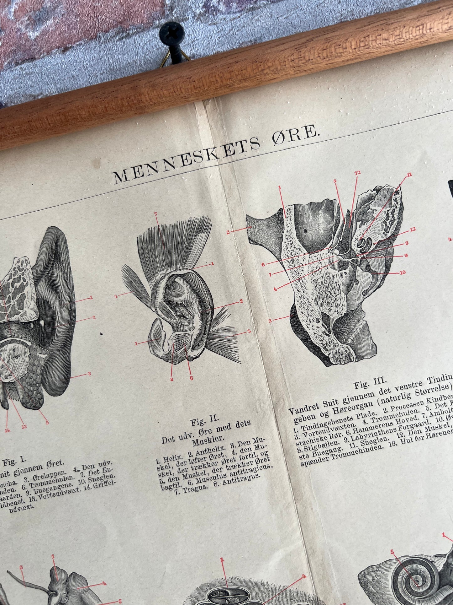 Menneskets øre