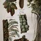 Epiphyten.