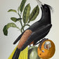 Tropisk fugl 43