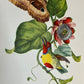 Tropisk fugl 13