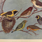 Tropiske stuefugle