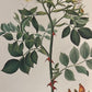 MMCCXXXIII