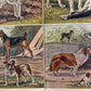 Hunde