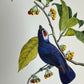 Tropisk fugl 29