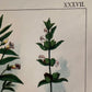 XXXVII