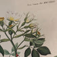 MMCCXXXIII