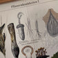 Pflanzenkrankheiten I.