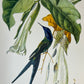 Tropisk fugl 57