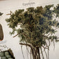 Epiphyten.